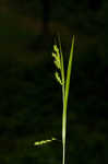 Davis' sedge